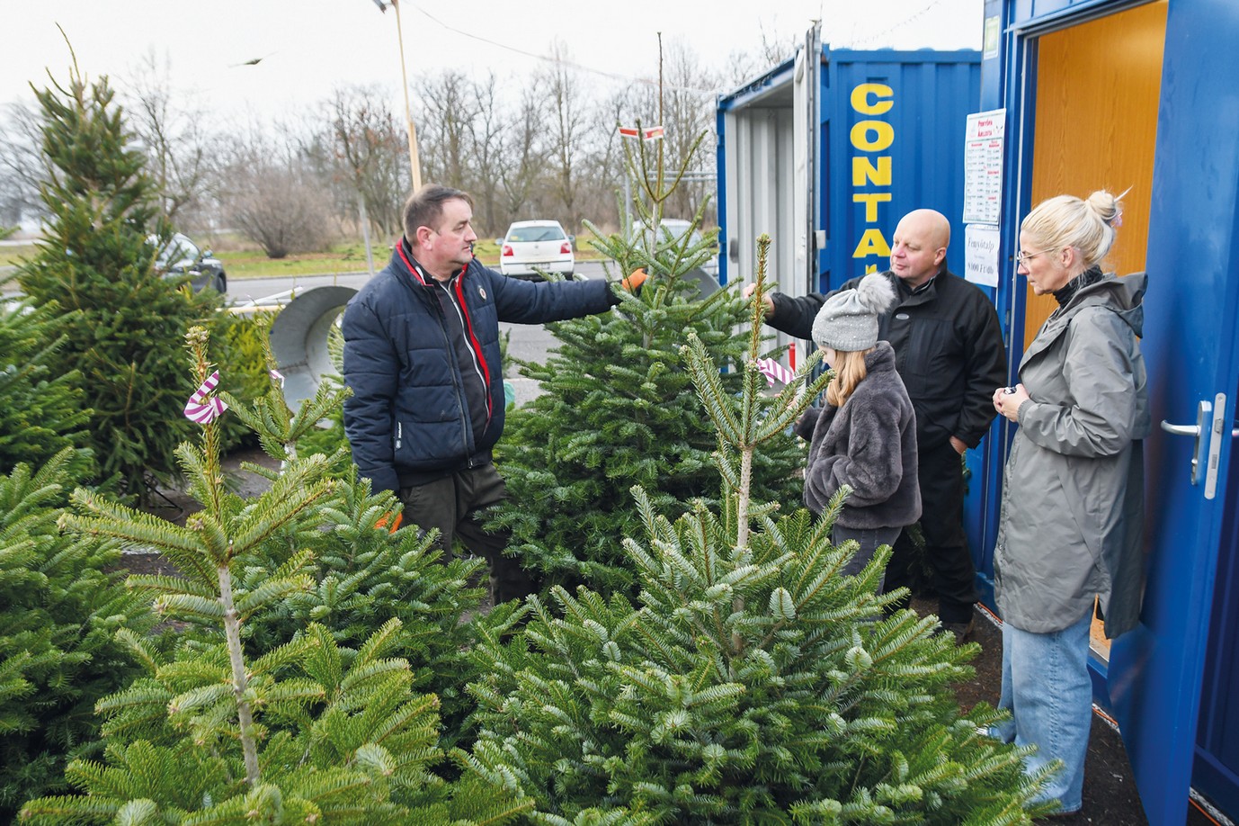 Drágult, de viszik a fenyőt
