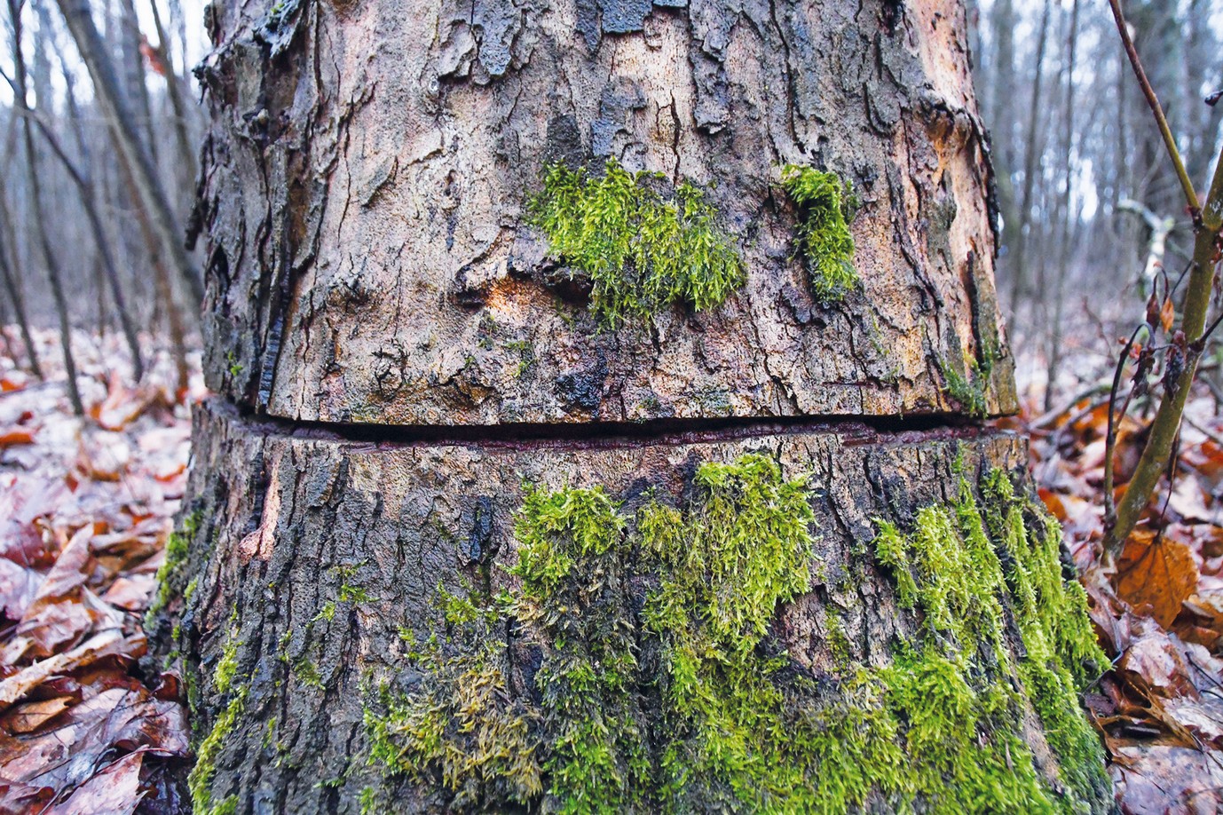 Tragédia is lehetett volna