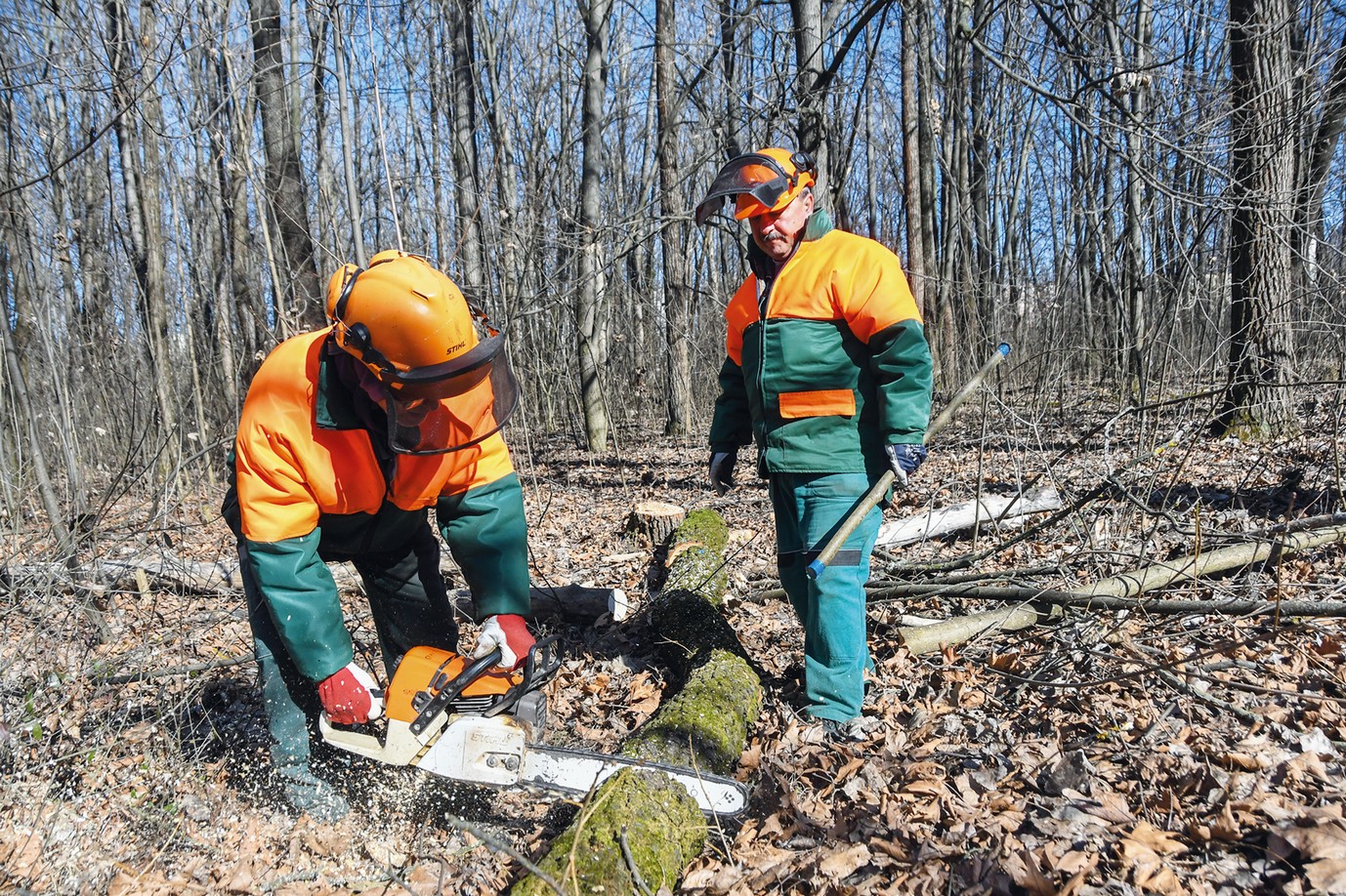 Fakivágás, gallyazás
